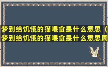 梦到给饥饿的猫喂食是什么意思（梦到给饥饿的猫喂食是什么意思周公解梦）