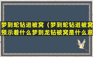 梦到蛇钻进被窝（梦到蛇钻进被窝预示着什么梦到龙钻被窝是什么意思）