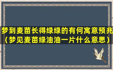 梦到麦苗长得绿绿的有何寓意预兆（梦见麦苗绿油油一片什么意思）