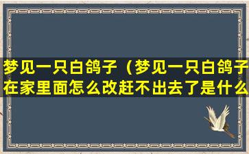 梦见一只白鸽子（梦见一只白鸽子在家里面怎么改赶不出去了是什么）