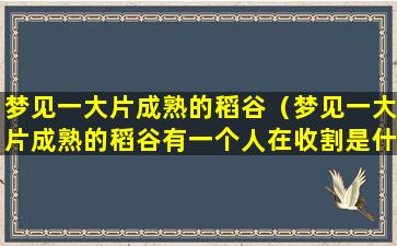 梦见一大片成熟的稻谷（梦见一大片成熟的稻谷有一个人在收割是什么意思）