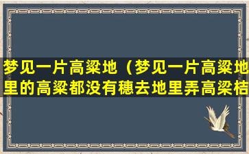 梦见一片高粱地（梦见一片高粱地里的高粱都没有穗去地里弄高梁桔吃）