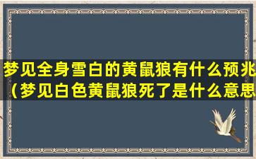 梦见全身雪白的黄鼠狼有什么预兆（梦见白色黄鼠狼死了是什么意思）