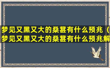 梦见又黑又大的桑葚有什么预兆（梦见又黑又大的桑葚有什么预兆解梦）