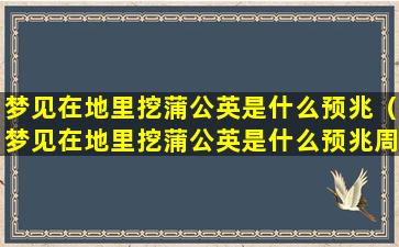 梦见在地里挖蒲公英是什么预兆（梦见在地里挖蒲公英是什么预兆周公解梦）