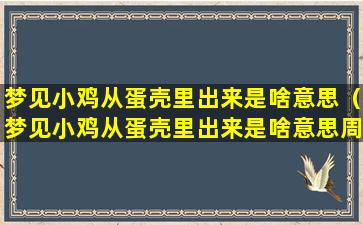 梦见小鸡从蛋壳里出来是啥意思（梦见小鸡从蛋壳里出来是啥意思周公解梦）