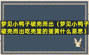 梦见小鸭子破壳而出（梦见小鸭子破壳而出吃壳里的蛋黄什么意思）