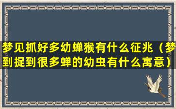 梦见抓好多幼蝉猴有什么征兆（梦到捉到很多蝉的幼虫有什么寓意）