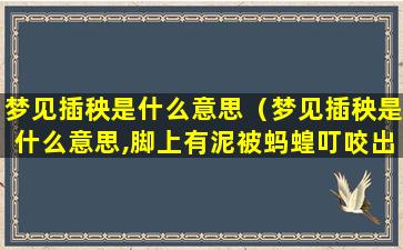 梦见插秧是什么意思（梦见插秧是什么意思,脚上有泥被蚂蝗叮咬出血）