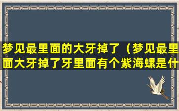 梦见最里面的大牙掉了（梦见最里面大牙掉了牙里面有个紫海螺是什么意思）