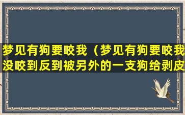 梦见有狗要咬我（梦见有狗要咬我没咬到反到被另外的一支狗给剥皮了）