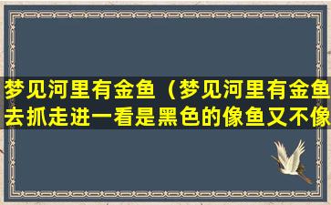 梦见河里有金鱼（梦见河里有金鱼去抓走进一看是黑色的像鱼又不像鱼）