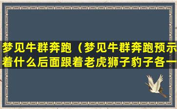 梦见牛群奔跑（梦见牛群奔跑预示着什么后面跟着老虎狮子豹子各一个）