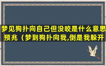 梦见狗扑向自己但没咬是什么意思预兆（梦到狗扑向我,倒是我躲开了没咬到）