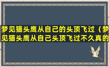 梦见猫头鹰从自己的头顶飞过（梦见猫头鹰从自己头顶飞过不久真的会死吗）