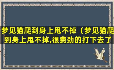 梦见猫爬到身上甩不掉（梦见猫爬到身上甩不掉,很费劲的打下去了什么意思）