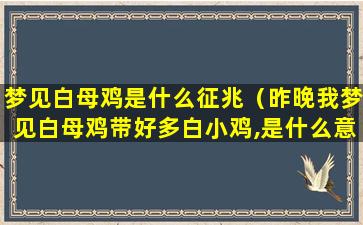 梦见白母鸡是什么征兆（昨晚我梦见白母鸡带好多白小鸡,是什么意思）