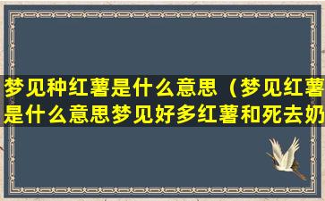 梦见种红薯是什么意思（梦见红薯是什么意思梦见好多红薯和死去奶奶什么意思）