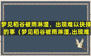 梦见稻谷被雨淋湿，出现难以抉择的事（梦见稻谷被雨淋湿,出现难以抉择的事）