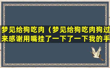 梦见给狗吃肉（梦见给狗吃肉狗过来感谢用嘴挂了一下了一下我的手）