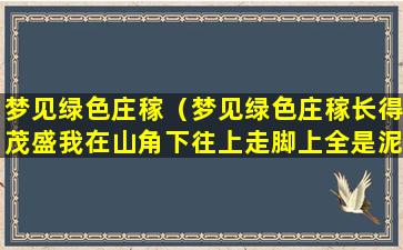 梦见绿色庄稼（梦见绿色庄稼长得茂盛我在山角下往上走脚上全是泥）