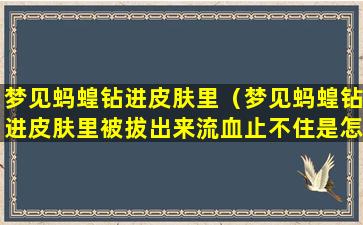 梦见蚂蝗钻进皮肤里（梦见蚂蝗钻进皮肤里被拔出来流血止不住是怎么回事）