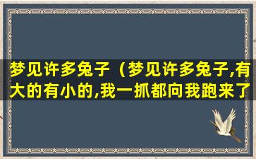 梦见许多兔子（梦见许多兔子,有大的有小的,我一抓都向我跑来了）