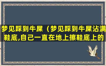 梦见踩到牛屎（梦见踩到牛屎沾满鞋底,自己一直在地上擦鞋底上的牛屎）