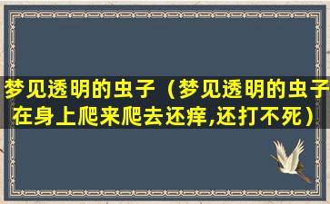 梦见透明的虫子（梦见透明的虫子在身上爬来爬去还痒,还打不死）