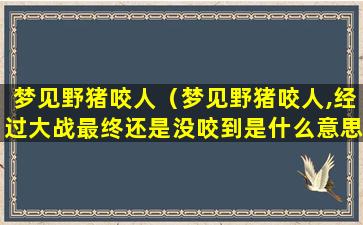 梦见野猪咬人（梦见野猪咬人,经过大战最终还是没咬到是什么意思）