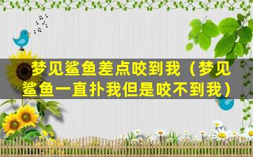 梦见鲨鱼差点咬到我（梦见鲨鱼一直扑我但是咬不到我）