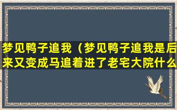 梦见鸭子追我（梦见鸭子追我是后来又变成马追着进了老宅大院什么预兆）