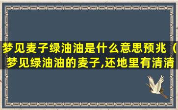 梦见麦子绿油油是什么意思预兆（梦见绿油油的麦子,还地里有清清的水）