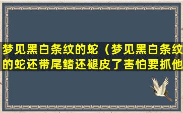 梦见黑白条纹的蛇（梦见黑白条纹的蛇还带尾鳍还褪皮了害怕要抓他）