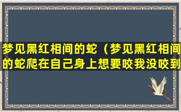 梦见黑红相间的蛇（梦见黑红相间的蛇爬在自己身上想要咬我没咬到）