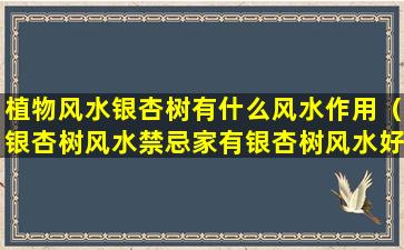 植物风水银杏树有什么风水作用（银杏树风水禁忌家有银杏树风水好吗）