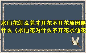 水仙花怎么养才开花不开花原因是什么（水仙花为什么不开花水仙花怎么催花）