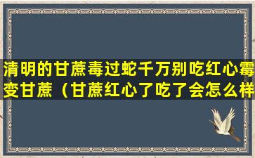 清明的甘蔗毒过蛇千万别吃红心霉变甘蔗（甘蔗红心了吃了会怎么样）