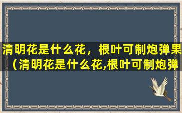 清明花是什么花，根叶可制炮弹果（清明花是什么花,根叶可制炮弹果）