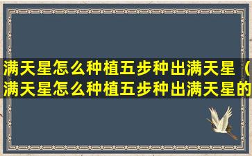 满天星怎么种植五步种出满天星（满天星怎么种植五步种出满天星的样子）