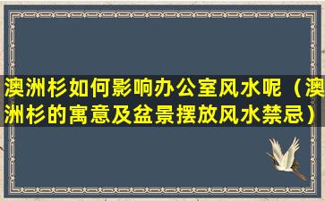 澳洲杉如何影响办公室风水呢（澳洲杉的寓意及盆景摆放风水禁忌）