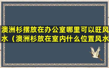 澳洲杉摆放在办公室哪里可以旺风水（澳洲杉放在室内什么位置风水）