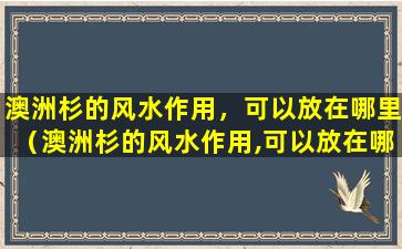 澳洲杉的风水作用，可以放在哪里（澳洲杉的风水作用,可以放在哪里）