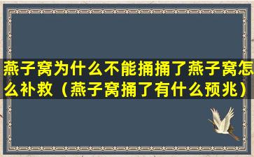 燕子窝为什么不能捅捅了燕子窝怎么补救（燕子窝捅了有什么预兆）