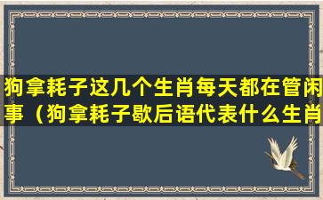 狗拿耗子这几个生肖每天都在管闲事（狗拿耗子歇后语代表什么生肖）