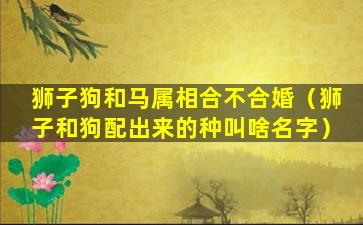 狮子狗和马属相合不合婚（狮子和狗配出来的种叫啥名字）