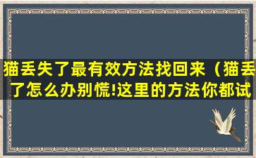 猫丢失了最有效方法找回来（猫丢了怎么办别慌!这里的方法你都试过吗）