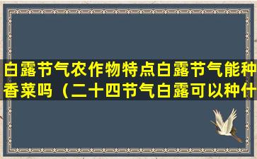 白露节气农作物特点白露节气能种香菜吗（二十四节气白露可以种什么）