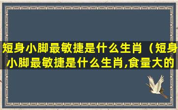 短身小脚最敏捷是什么生肖（短身小脚最敏捷是什么生肖,食量大的动物）