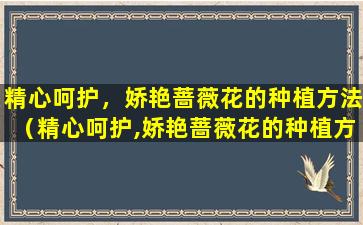 精心呵护，娇艳蔷薇花的种植方法（精心呵护,娇艳蔷薇花的种植方法）